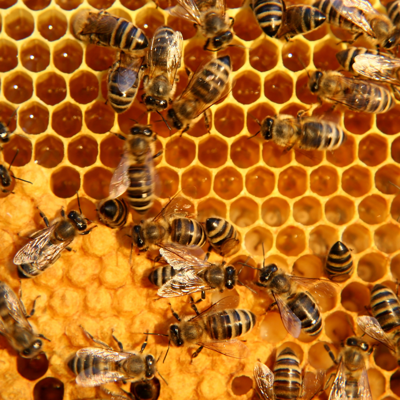 Bees on honeycomb